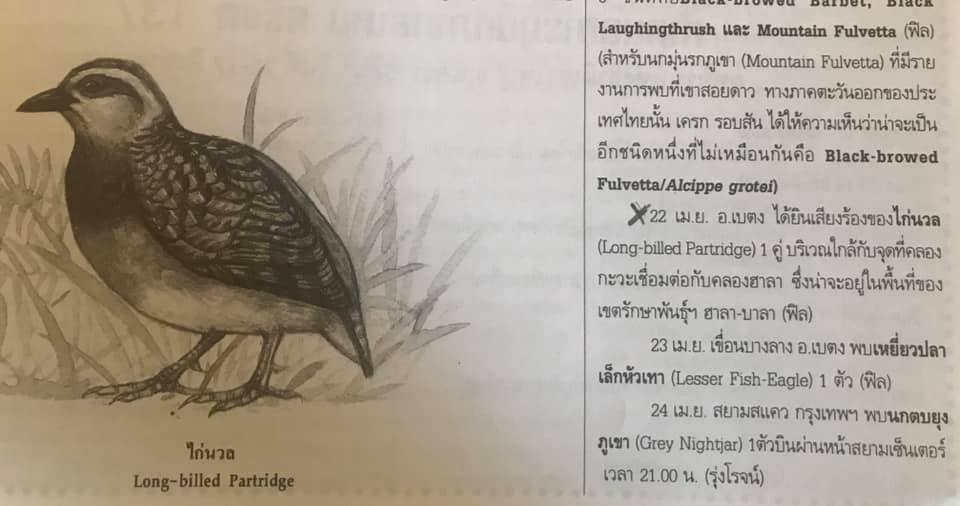 Long-billed Partridge - Bird Conservation Society of Thailand