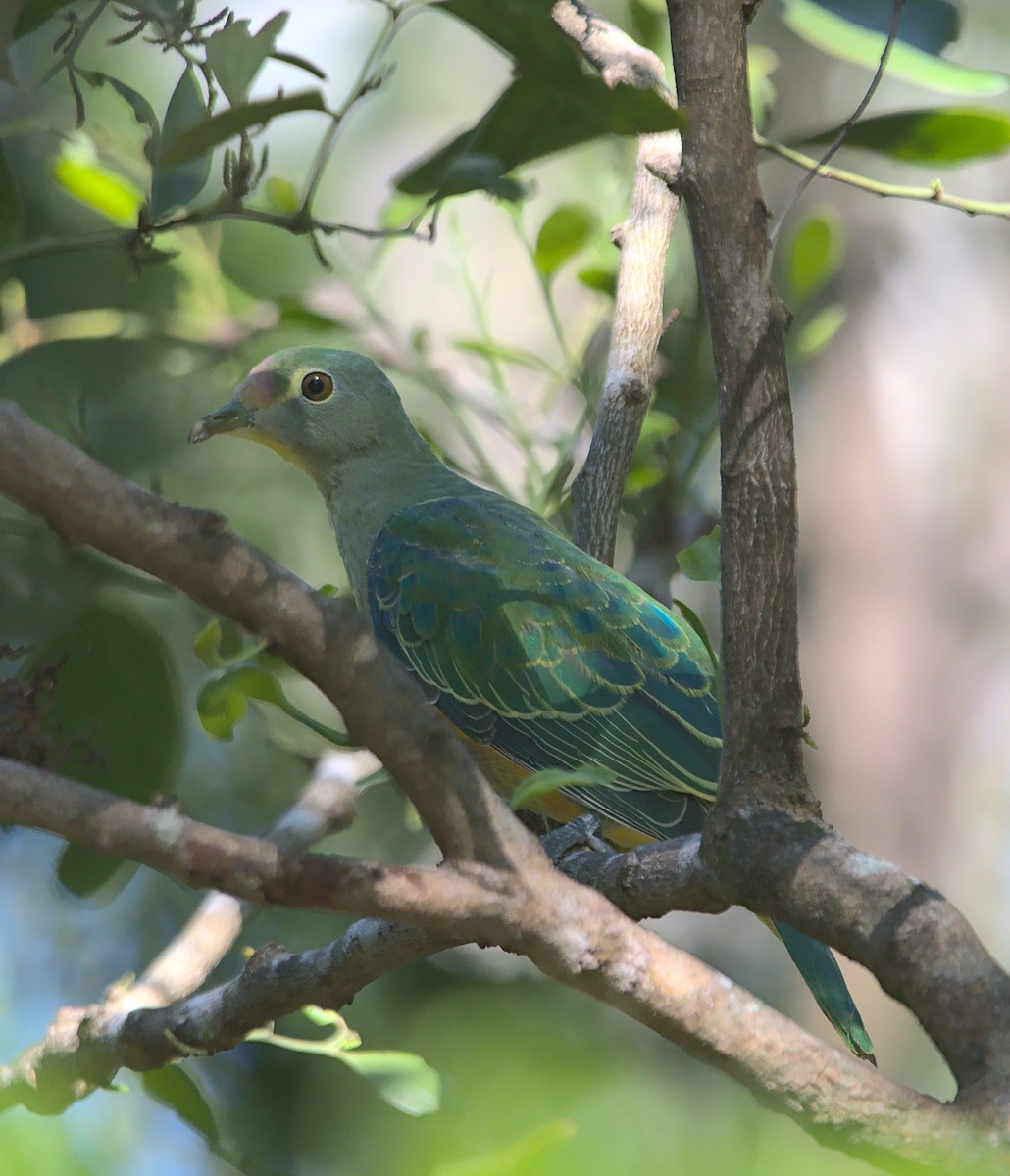 Rose-crowned Fruit-Dove - ML363604391