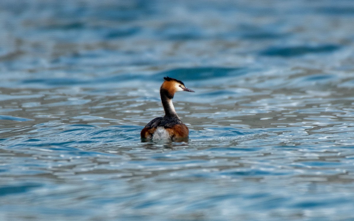 Great Crested Grebe - ML363606181