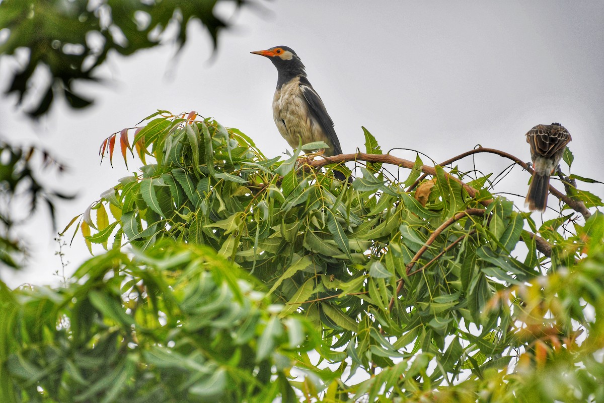 Indian Pied Starling - krishnanand nb