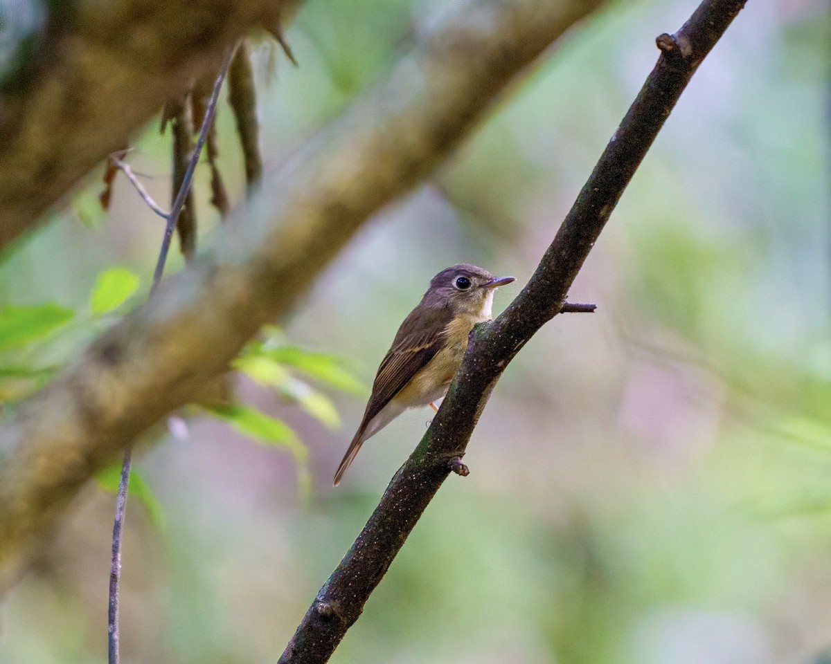 Brown-breasted Flycatcher - ML363620001