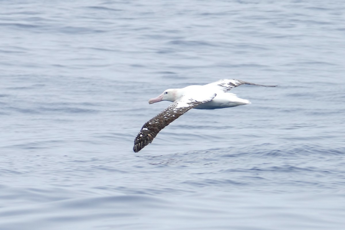 Snowy Albatross - ML363621271
