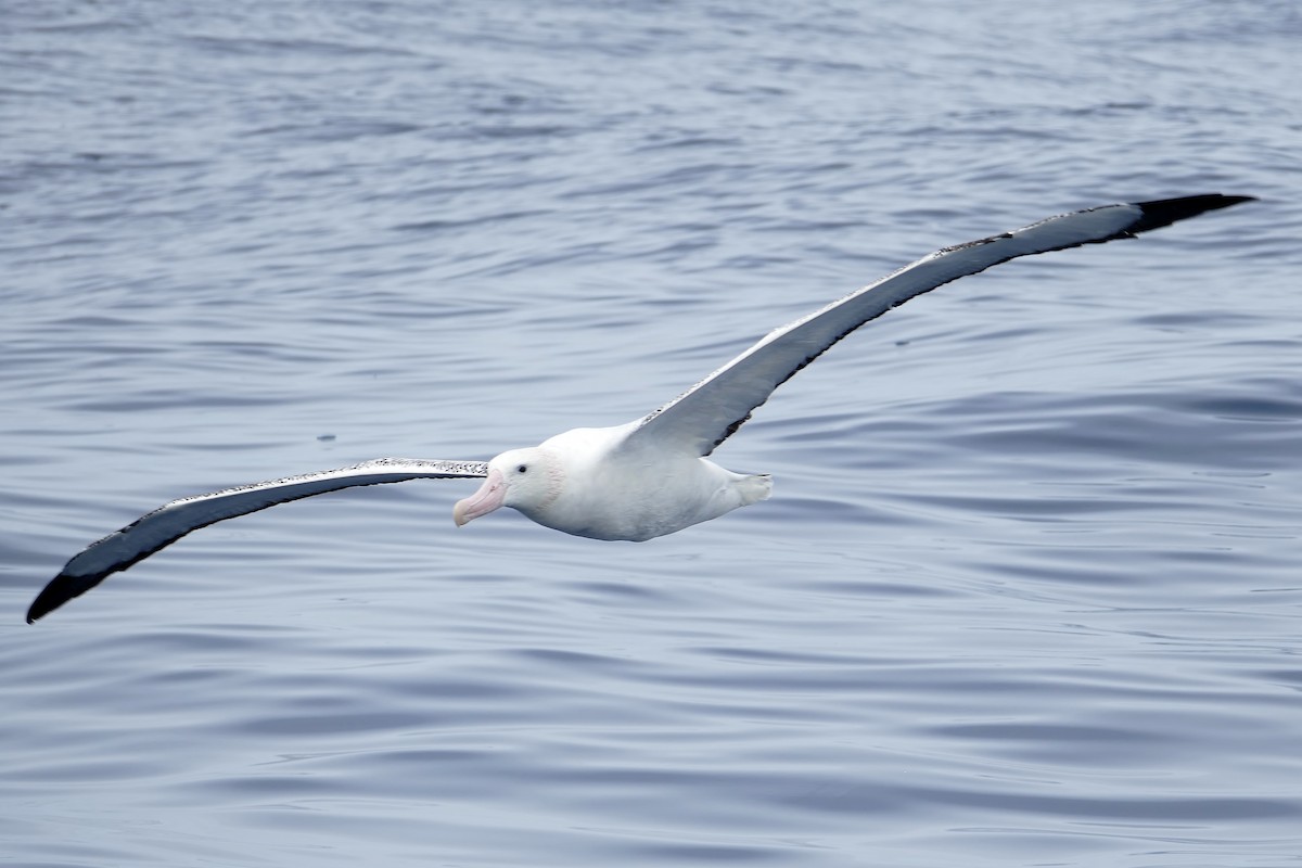 Snowy Albatross - ML363621281