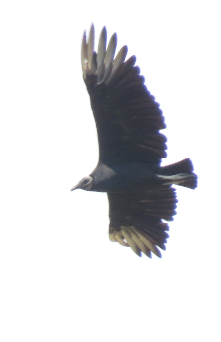Black Vulture - ML363623771