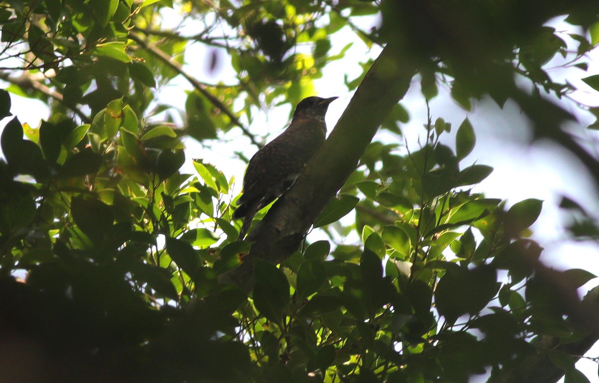 Lesser Cuckoo - Edward Yip