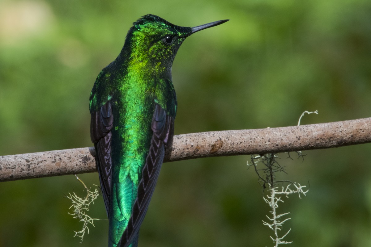Long-tailed Sylph - ML36362551