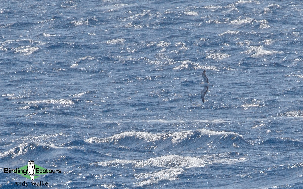 Streaked Shearwater - Andy Walker - Birding Ecotours