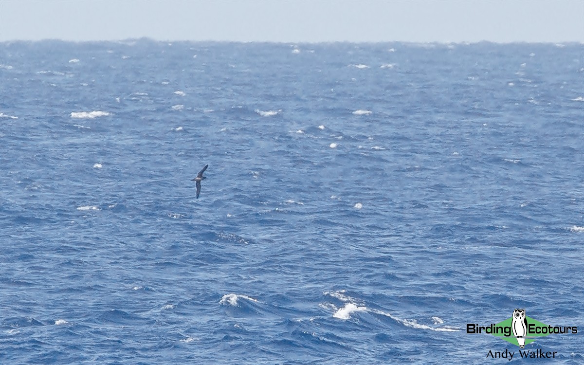Wedge-tailed Shearwater - Andy Walker - Birding Ecotours