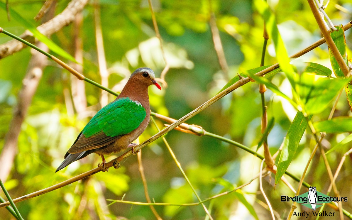 Asian Emerald Dove - ML363628841