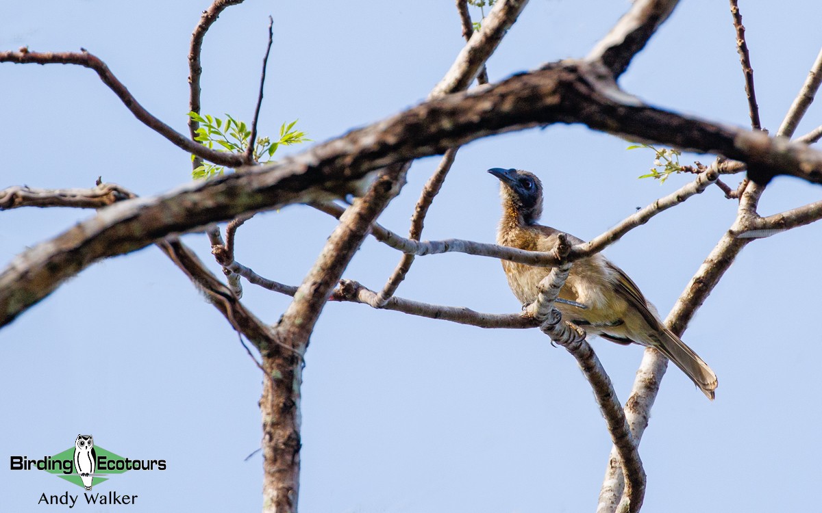 Helmeted Friarbird (Tenggara) - Andy Walker - Birding Ecotours
