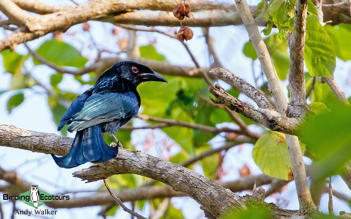 Wallacean Drongo (Lombok) - Andy Walker - Birding Ecotours