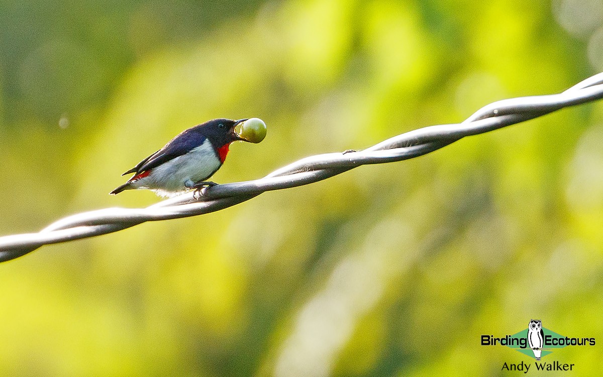 Red-chested Flowerpecker - ML363629411