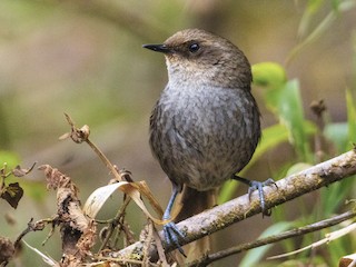  - Vilcabamba Thistletail