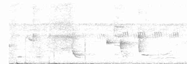 Дронго середній (підвид vicinus) - ML363631291