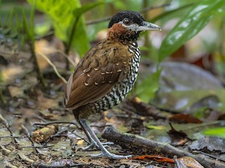  - Black-crowned Antpitta