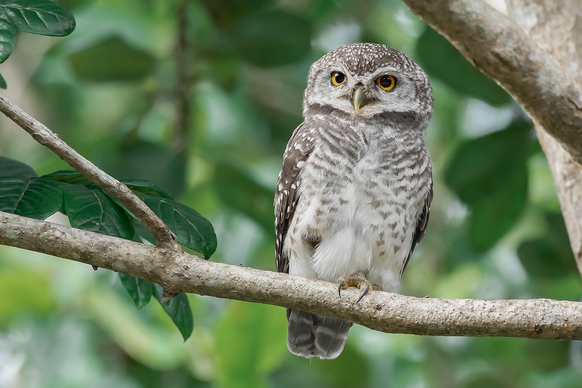 Spotted Owlet - Natthaphat Chotjuckdikul