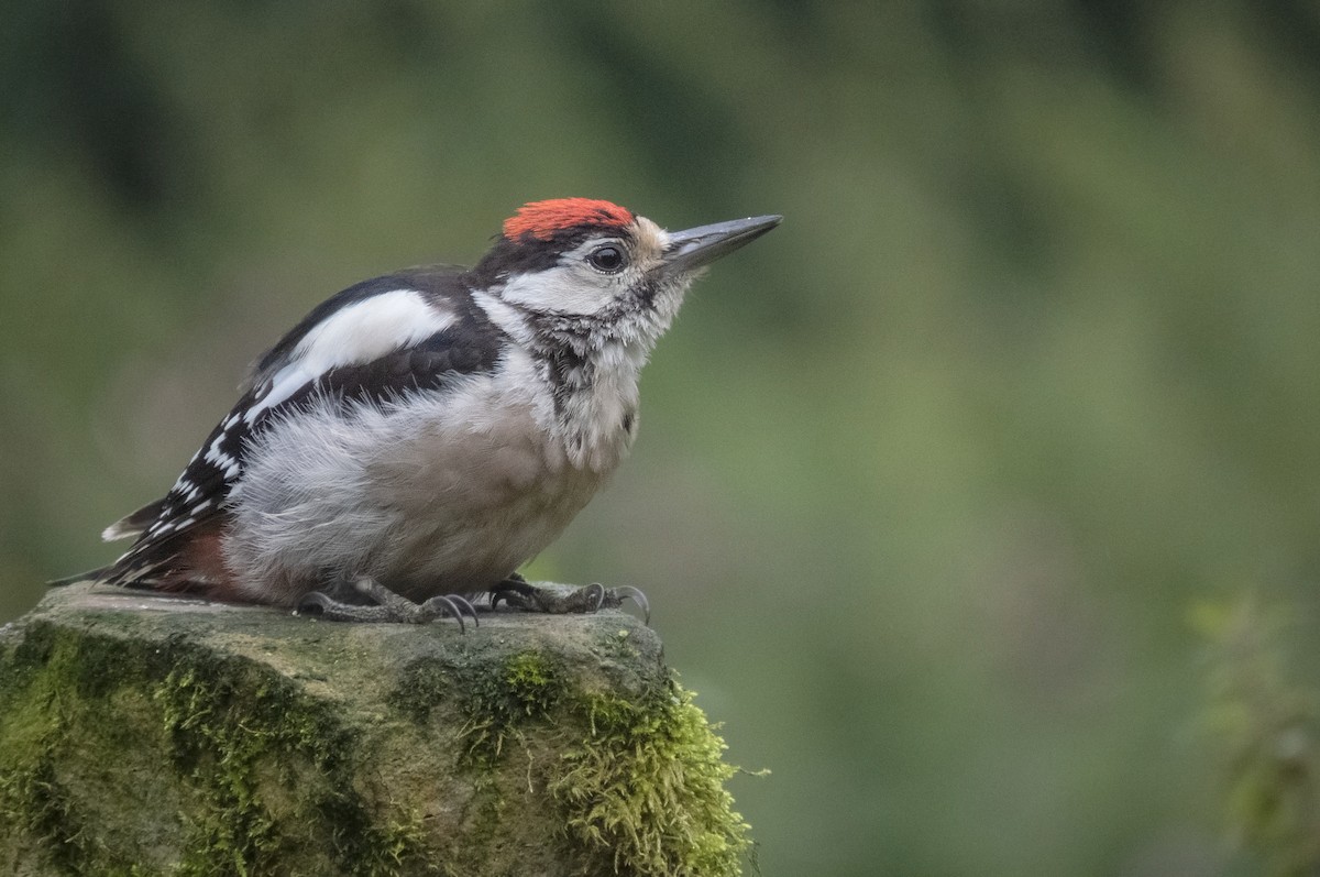 Great Spotted Woodpecker - ML363633051