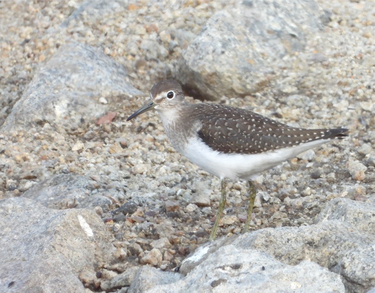 Solitary Sandpiper - Pair of Wing-Nuts