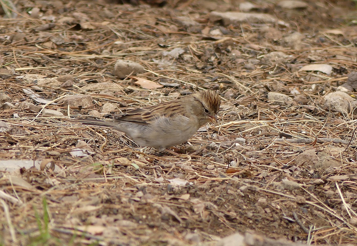 Chipping Sparrow - ML36363821