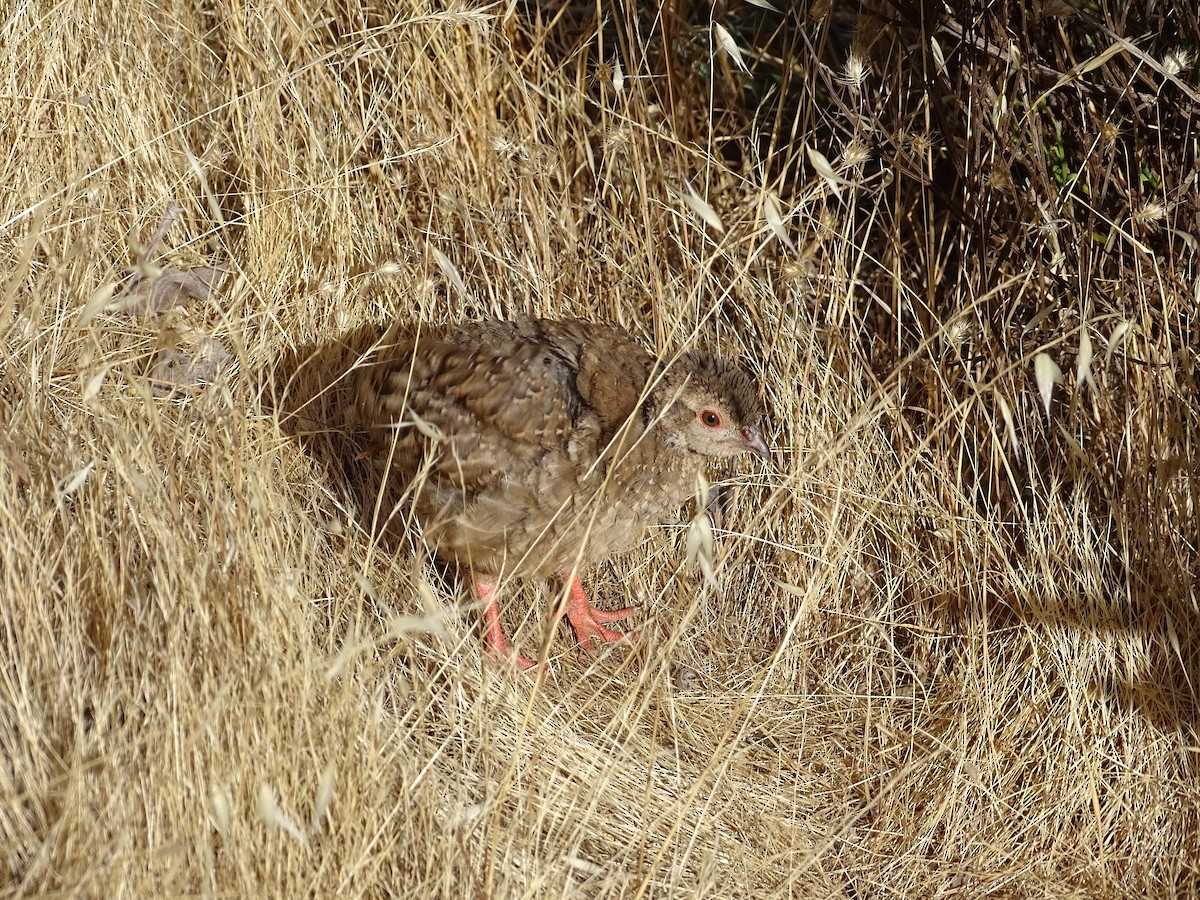 Red-legged Partridge - ML363641101