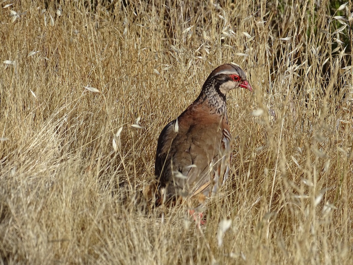 Red-legged Partridge - ML363641131
