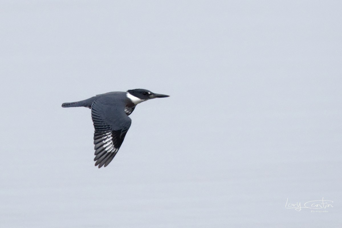 Belted Kingfisher - Lory Cantin