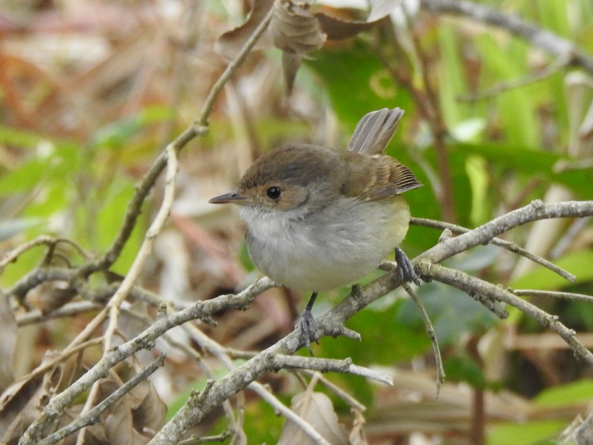 Fulvous-crowned Scrub-Tyrant - ML363649261