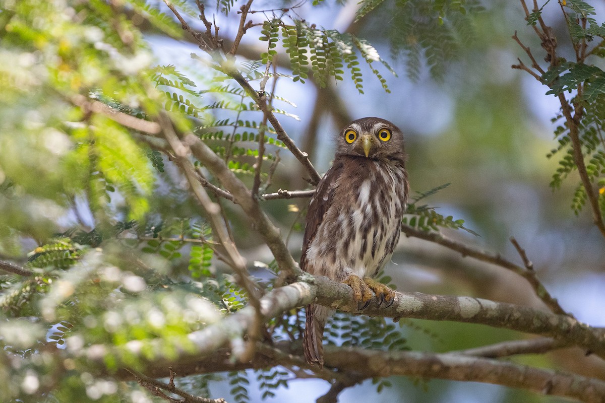 Ferruginous Pygmy-Owl - Anonymous