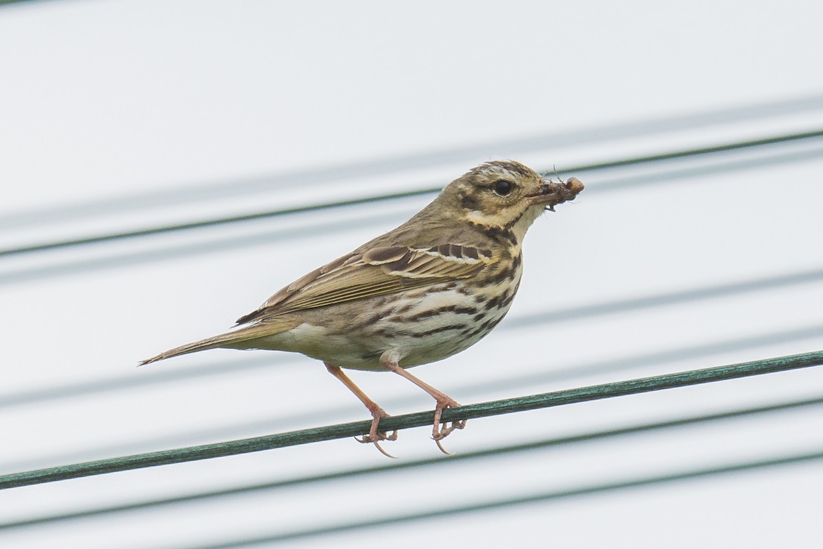 Olive-backed Pipit - ML363659331