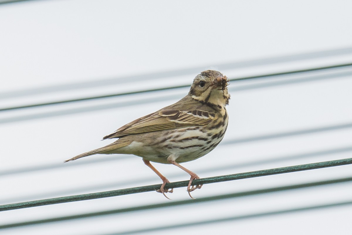 Olive-backed Pipit - ML363659341