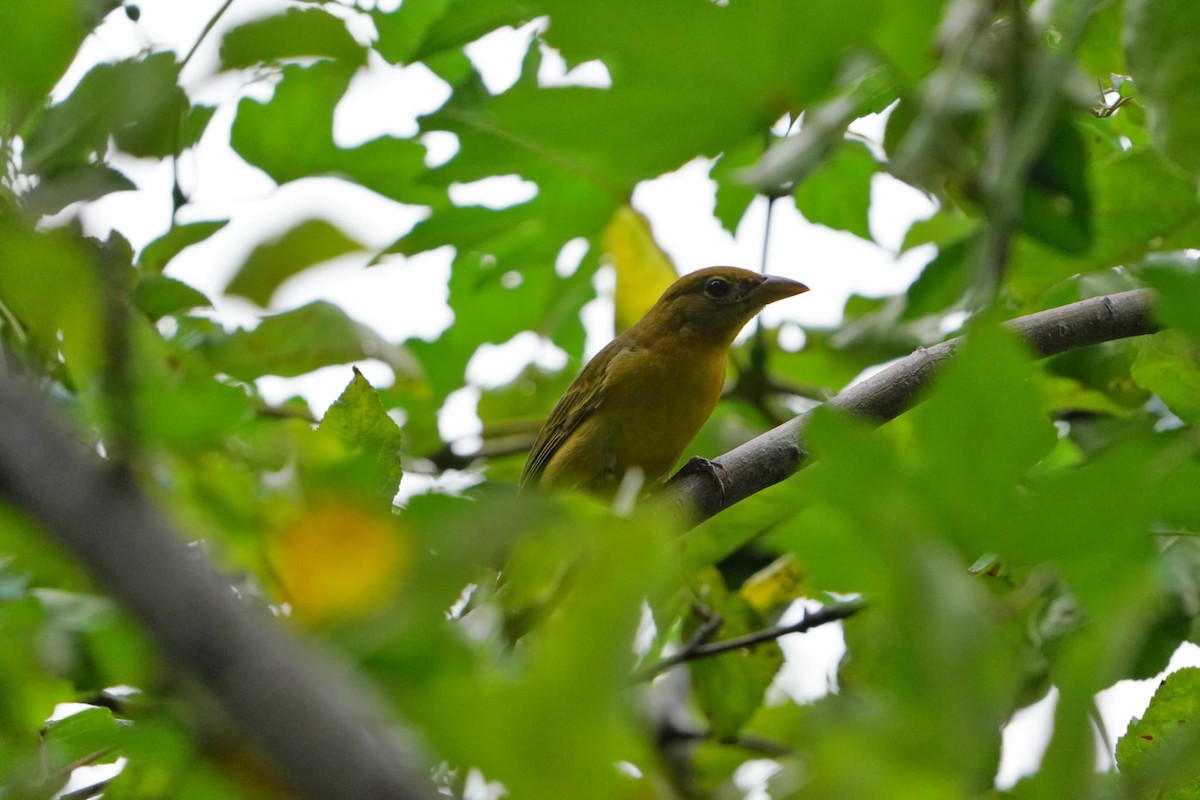 Summer Tanager - Hershy Nove