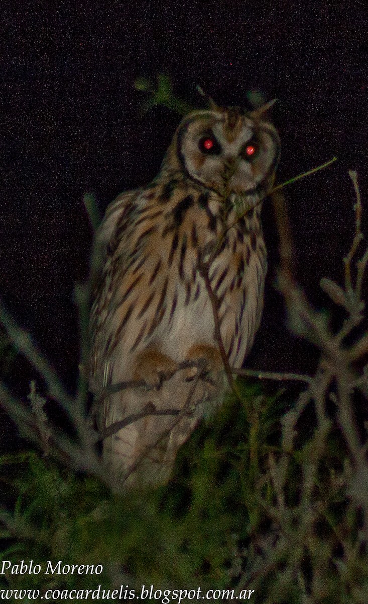 Striped Owl - Pablo Moreno