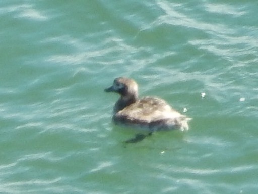 Long-tailed Duck - Ben Bright