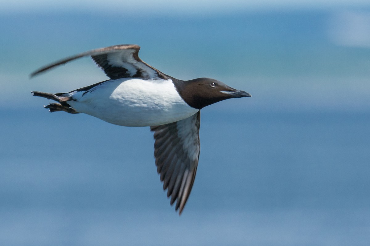 Thick-billed Murre - ML363670591