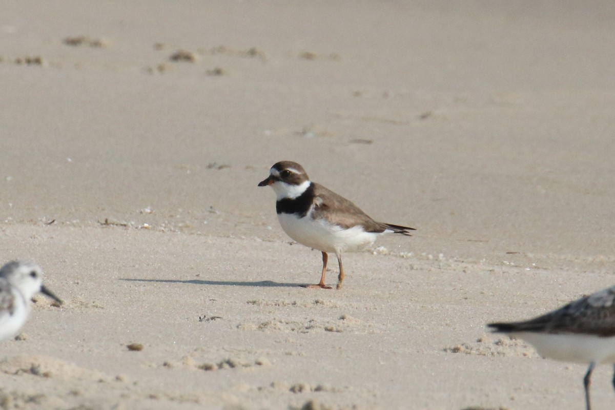 Semipalmated Plover - ML363671701