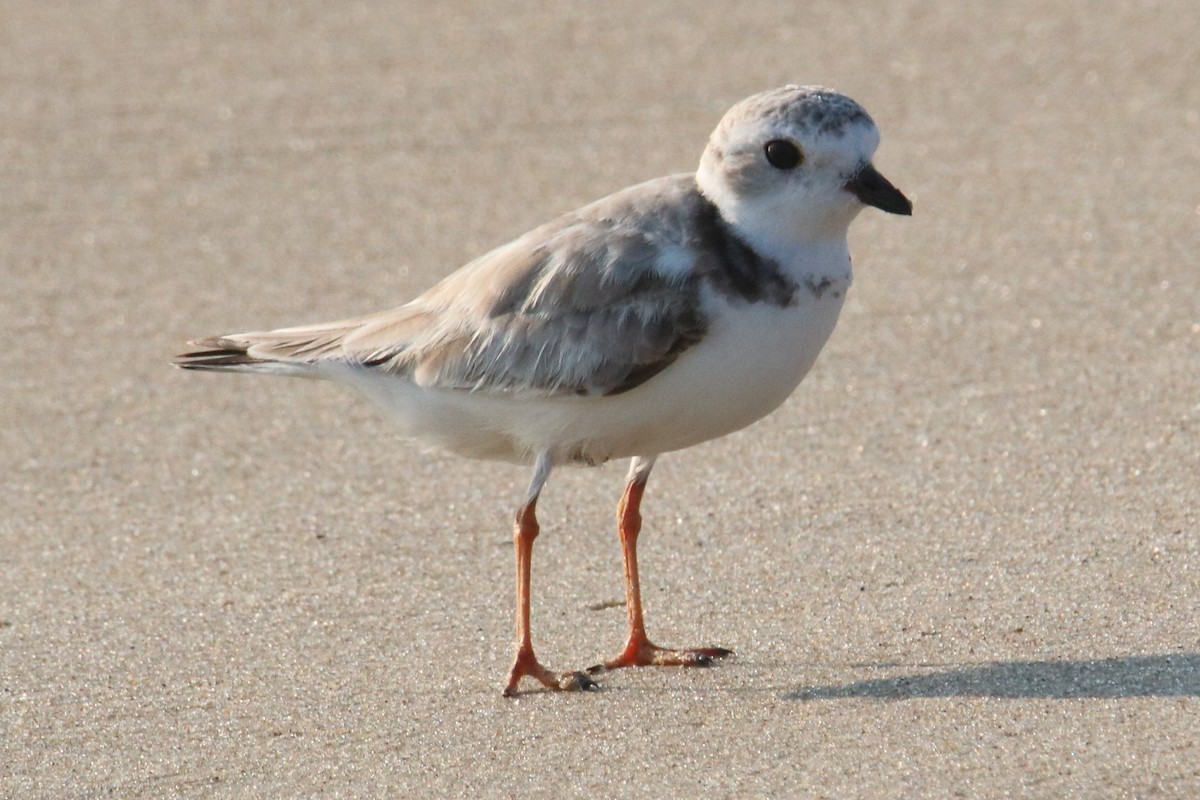 Piping Plover - ML363672551