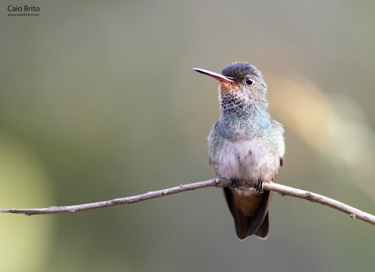 kolibřík savanový - ML36368281