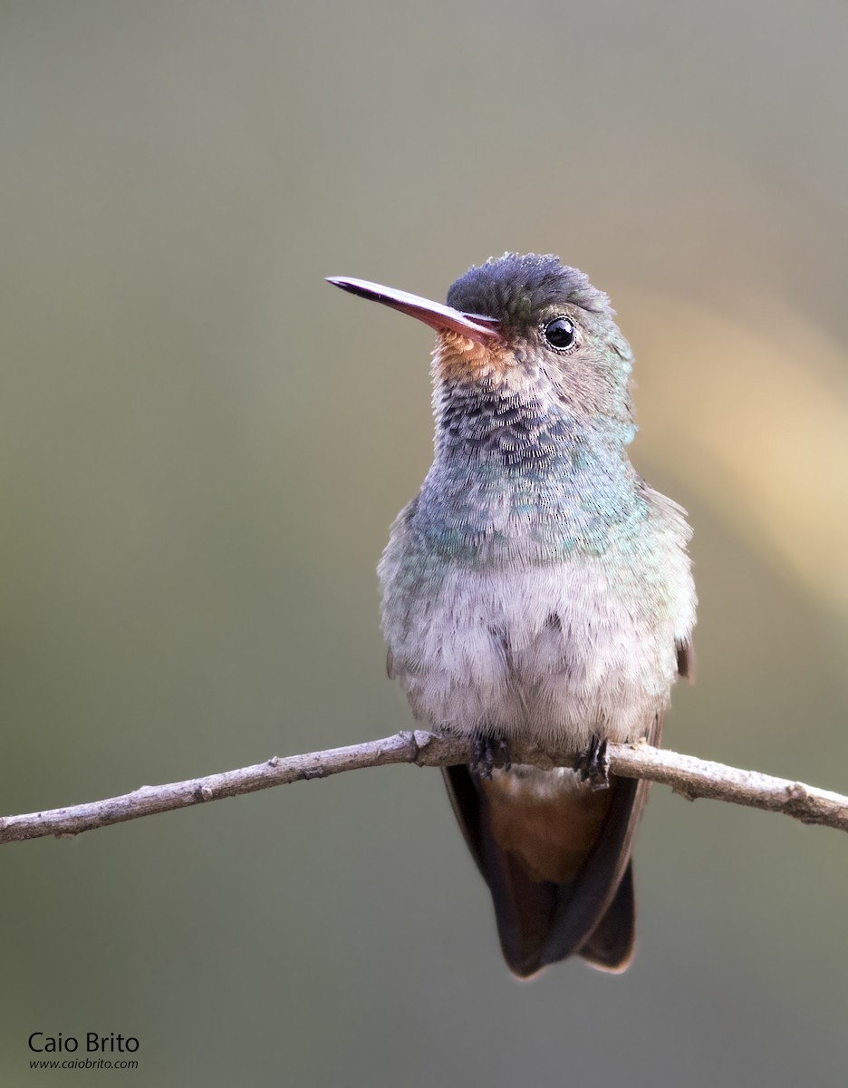kolibřík savanový - ML36368361