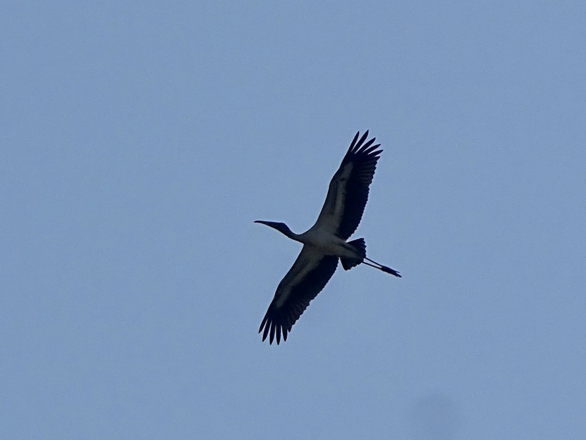 Wood Stork - Fleeta Chauvigne