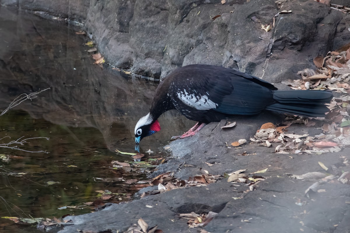 Black-fronted Piping-Guan - ML363693741