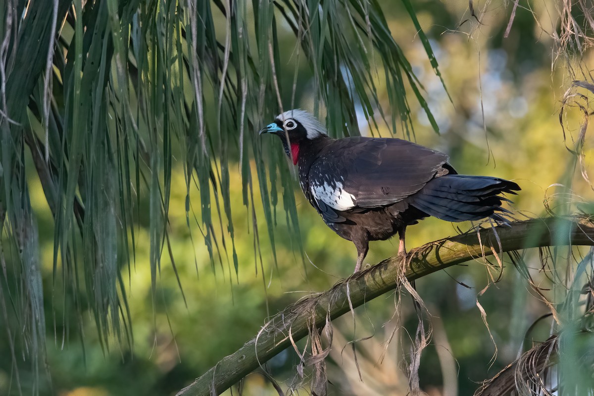Black-fronted Piping-Guan - ML363693821