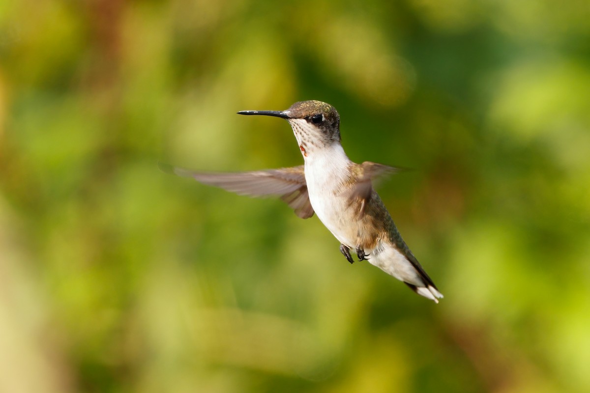 Ruby-throated Hummingbird - Michael Brown