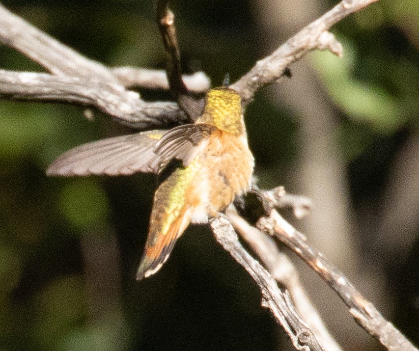 Rufous Hummingbird - ML363696651