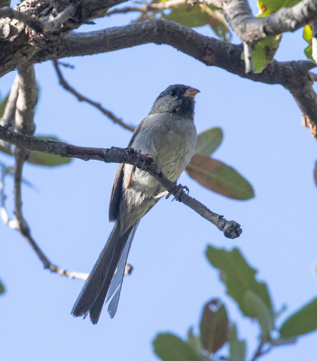 Black-chinned Sparrow - ML363696751