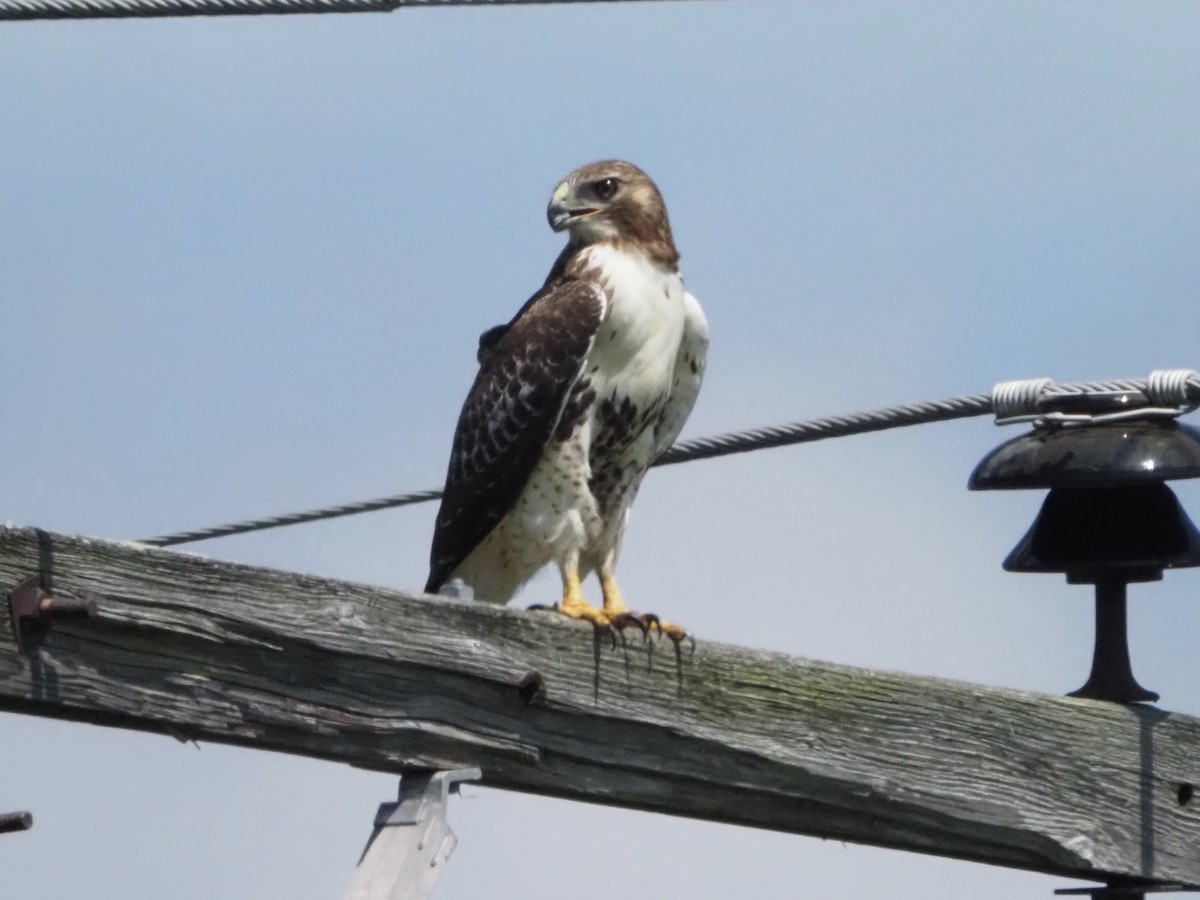 Red-tailed Hawk - ML363697091