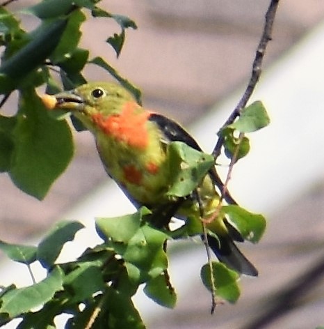 Scarlet Tanager - ML363702851