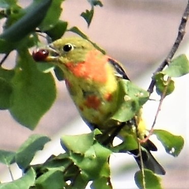 Scarlet Tanager - ML363702861