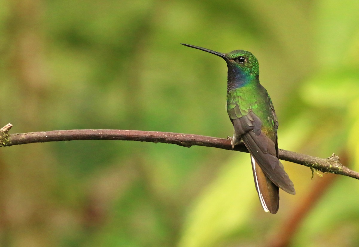 kolibřík zelenohřbetý - ML363703381