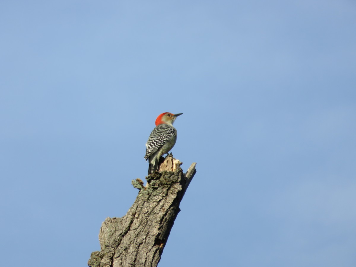 Red-bellied Woodpecker - Brett Myskowski