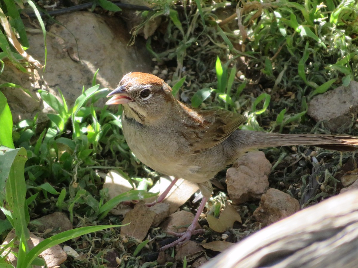 Rufous-crowned Sparrow - karl  schmidt